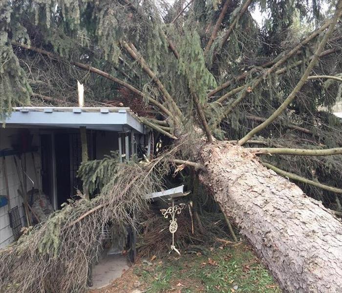 Windstorm Topples Tree Crushing Spokane Valley Covered Patio