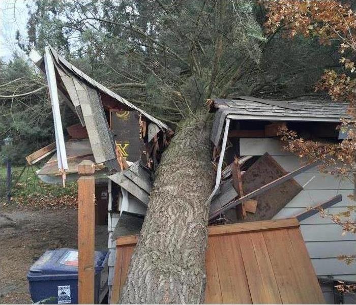 House with fallen tree