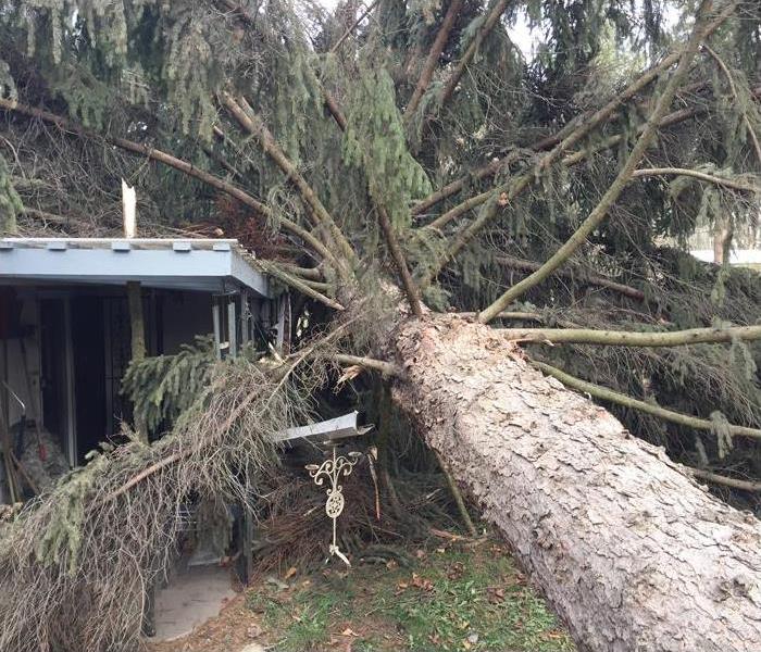 Fallen tree damages property