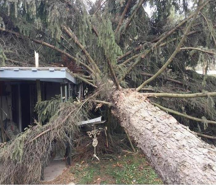 toppled tree on a house