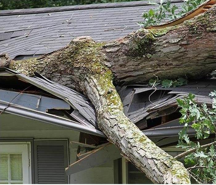 Fallen tree damages home